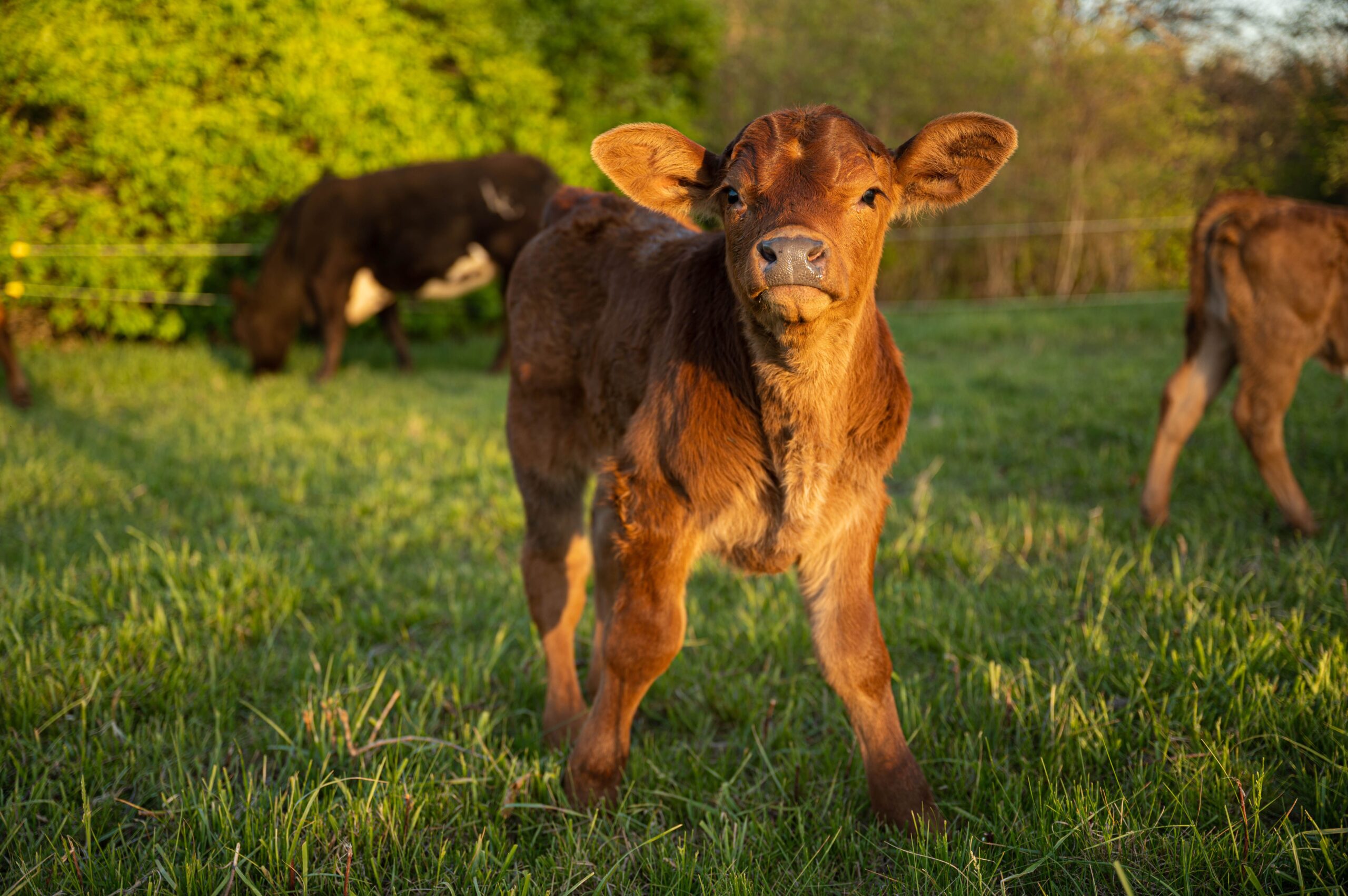vaca petita-bobinsfita Imatge d'una vaqueta al mig del camp.