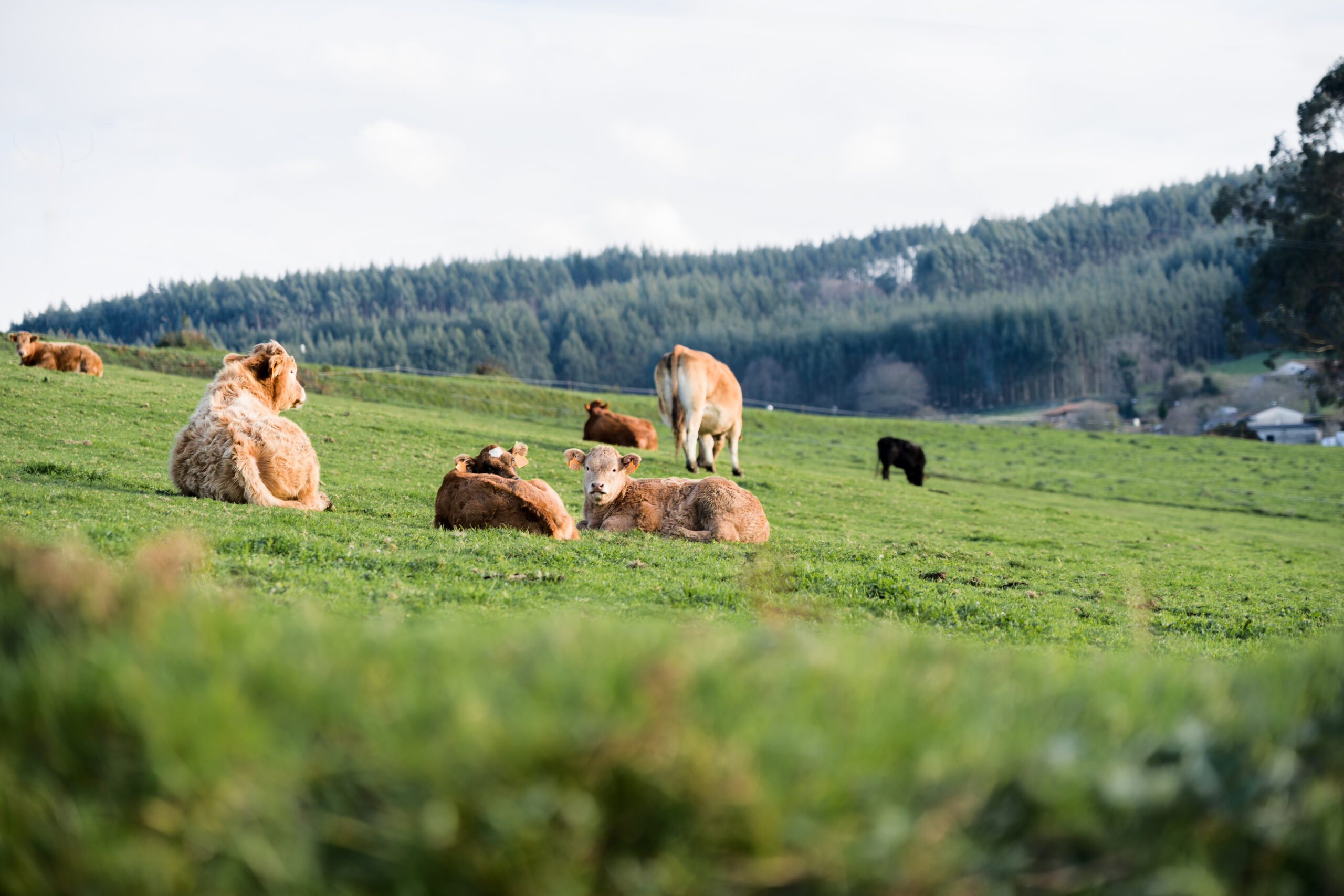 vacas-en el camppo- bovins fita Vaques al mig del camp.