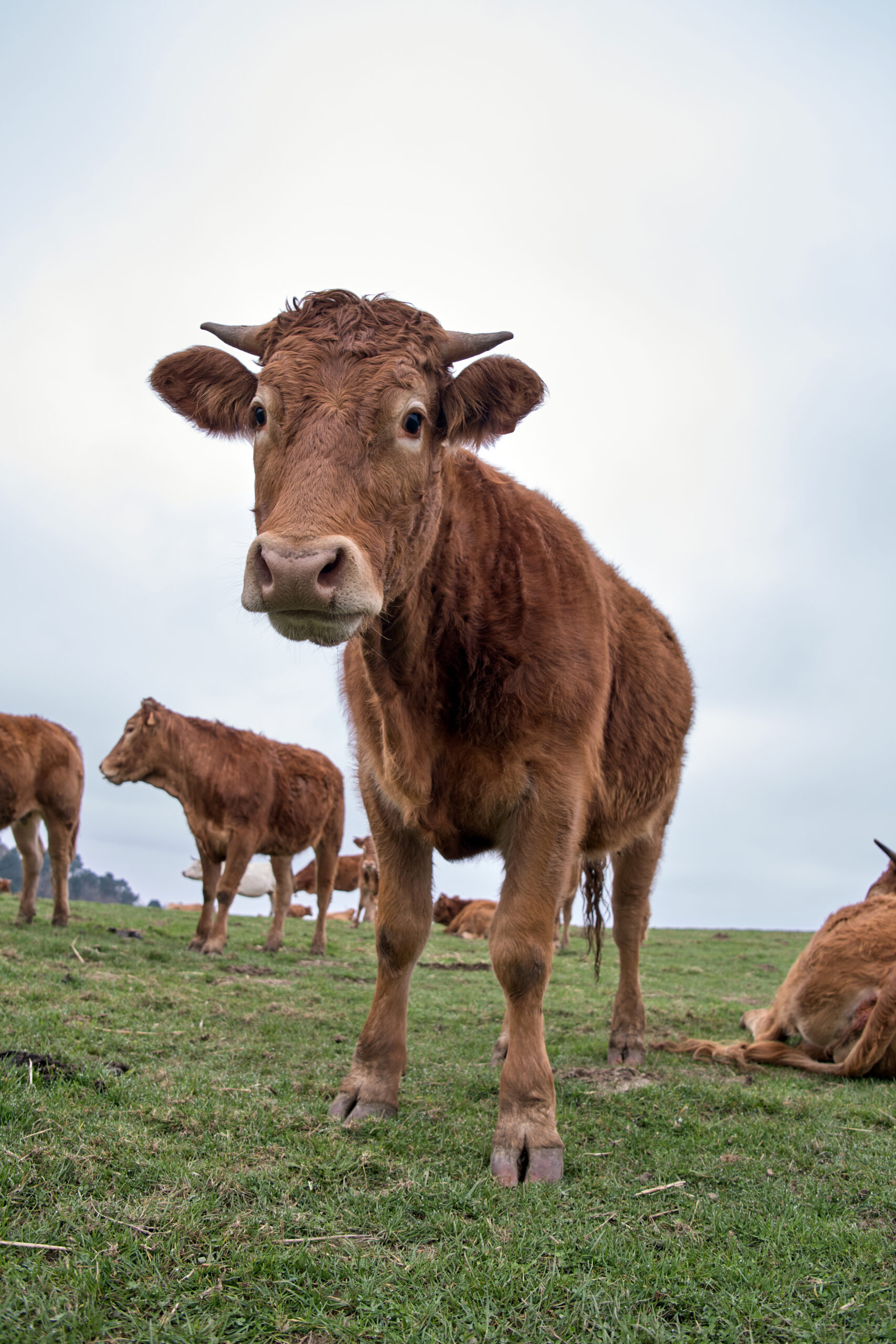 A Bovins Fita Alta som una explotació familiar arrelada al territori i dedicada amb passió a la ramaderia.